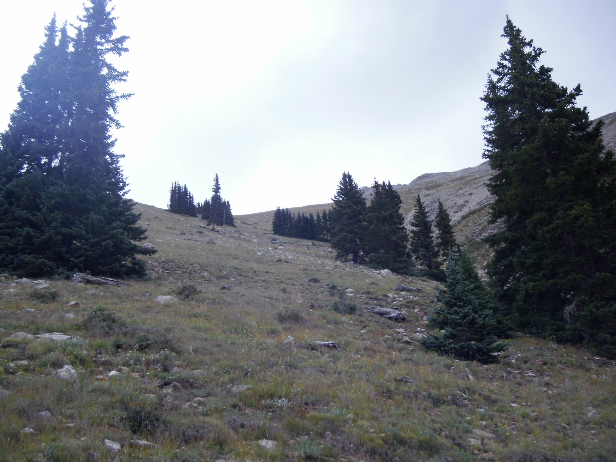 Open alpine hillside rising above camp, framed by evergreen trees